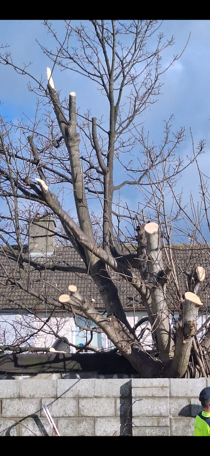 A man in a blue shirt and jeans trimming a hedge with hedge clippers